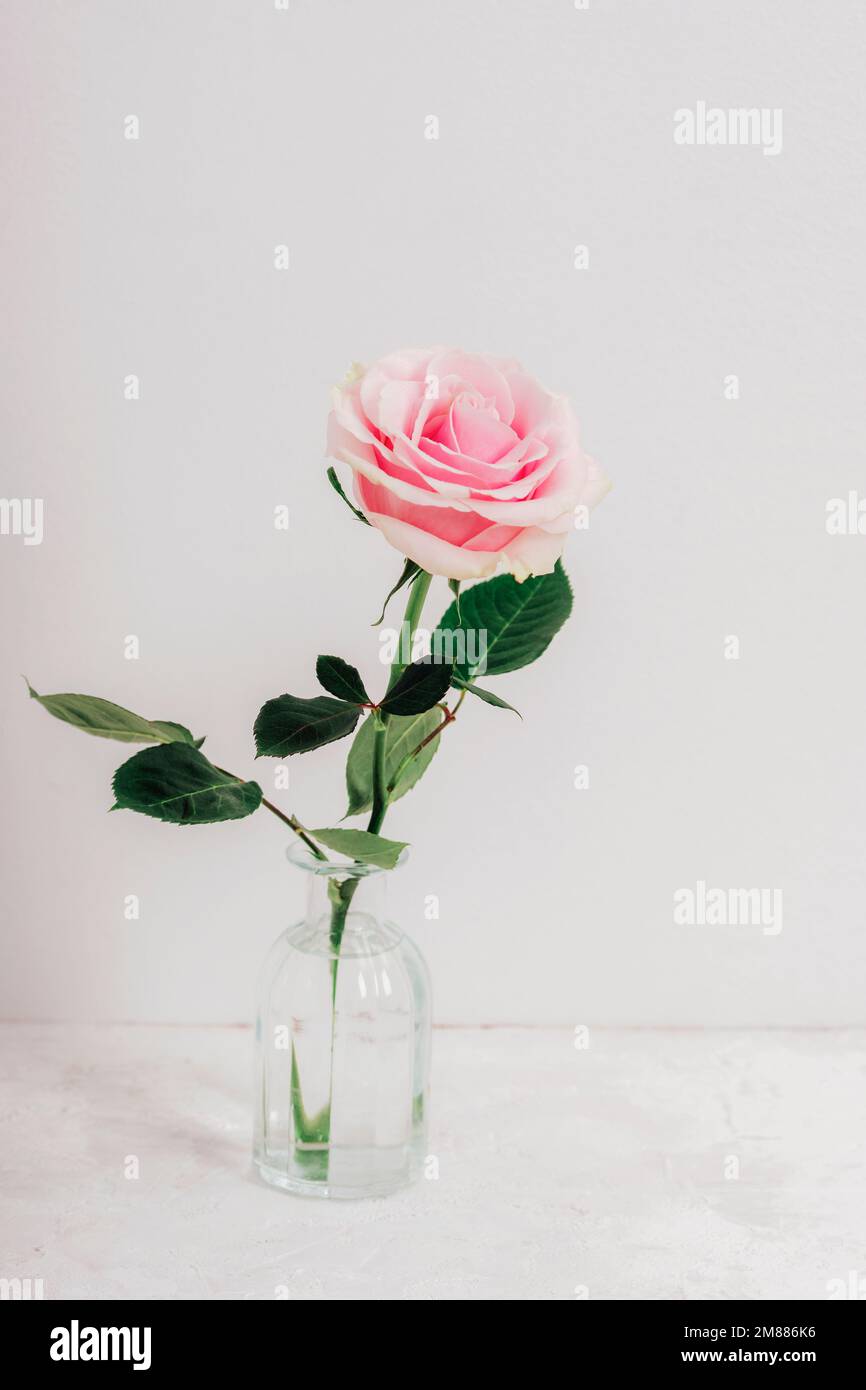 Eine pinkfarbene Rose in Vase auf einem weißen Tisch. Stockfoto