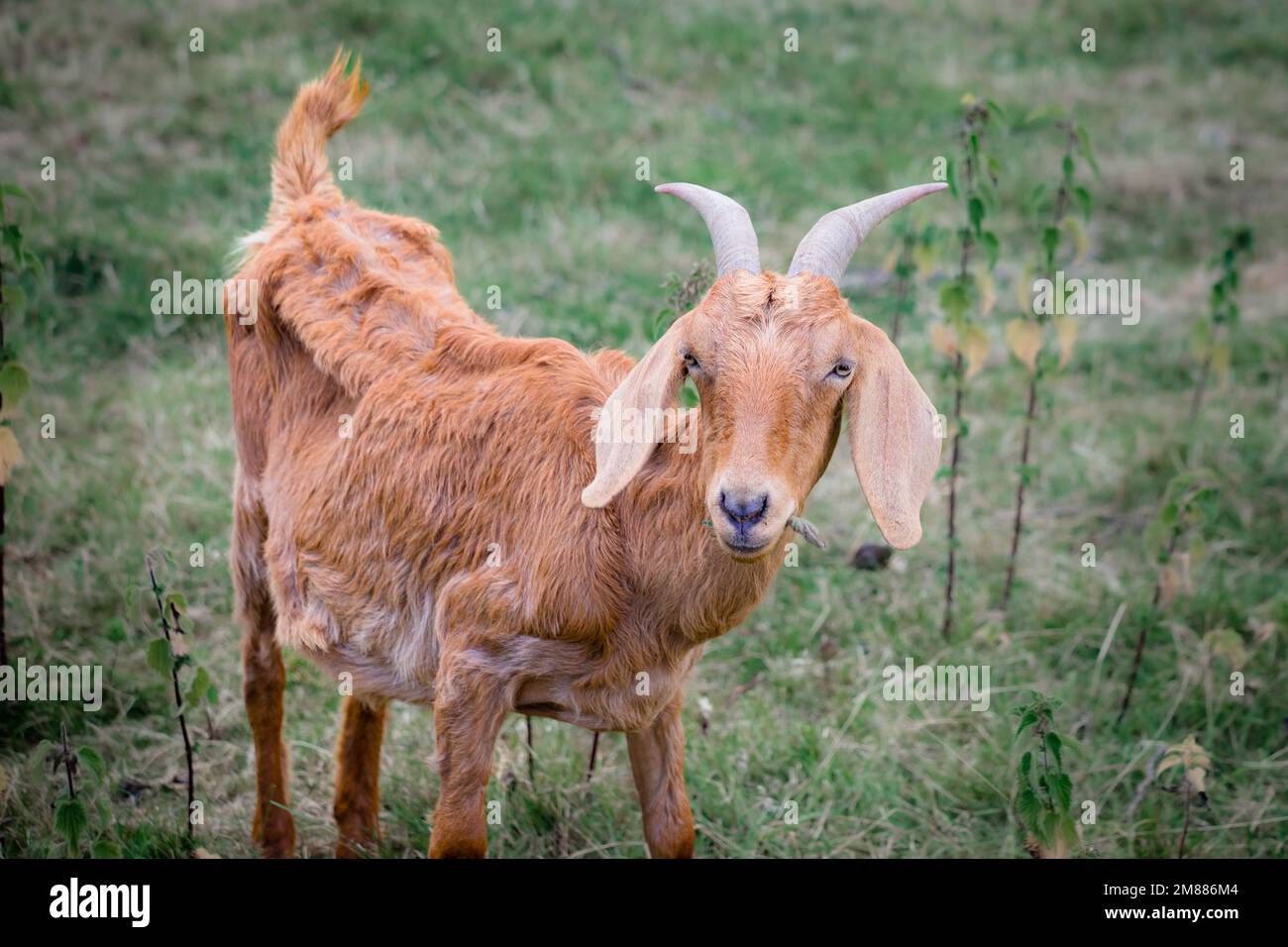 Eine kleine goldbraune Ziege mit langen schlaffen Ohren, Hörner auf einer Wiese Stockfoto