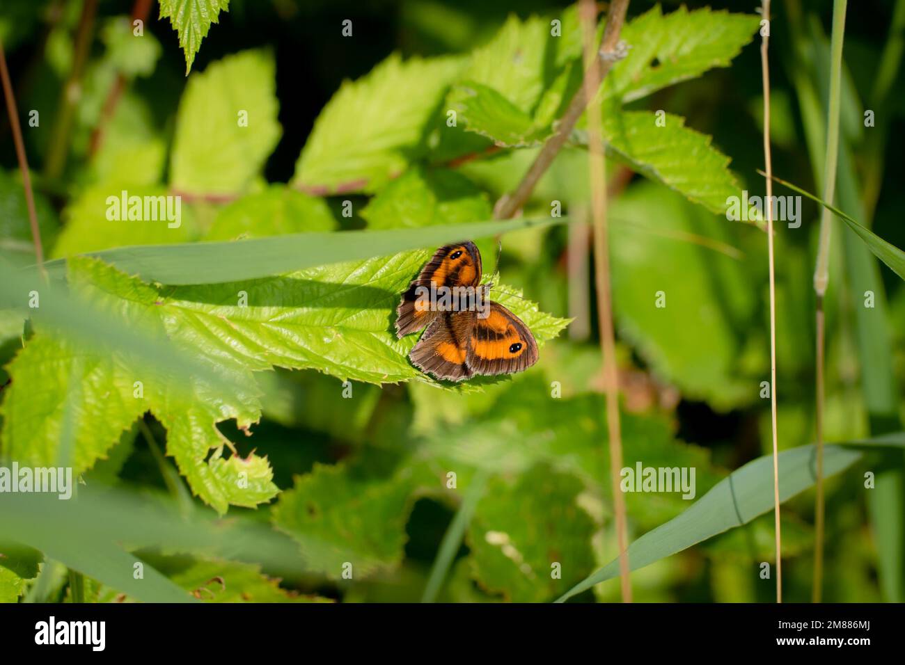 Ein Torwächter-Schmetterling, der in freier Wildbahn auf einem Blatt ruht Stockfoto