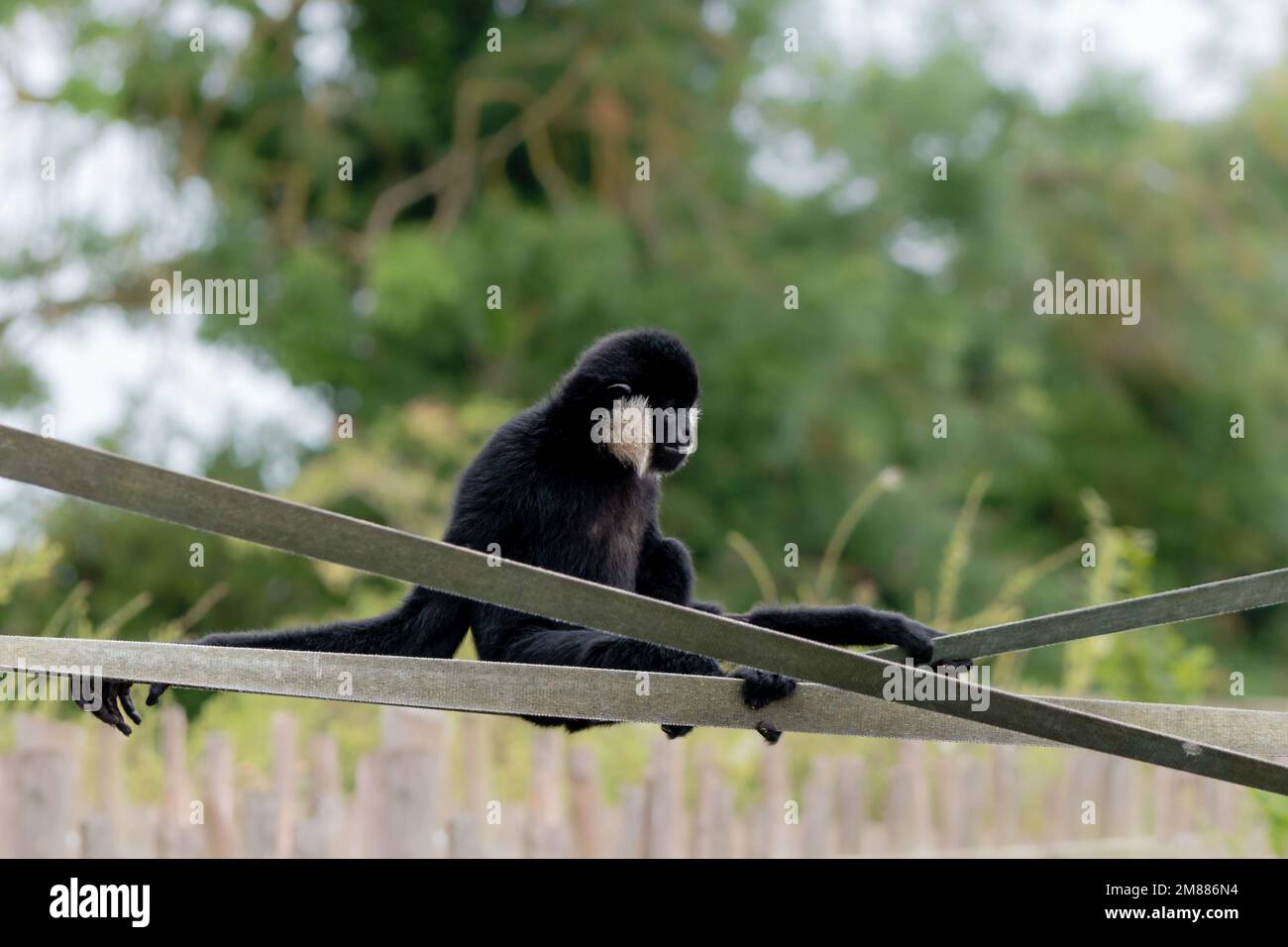 Ein schwarzer männlicher, nordweißer Gibbon, der auf Klettergurten ruht Stockfoto