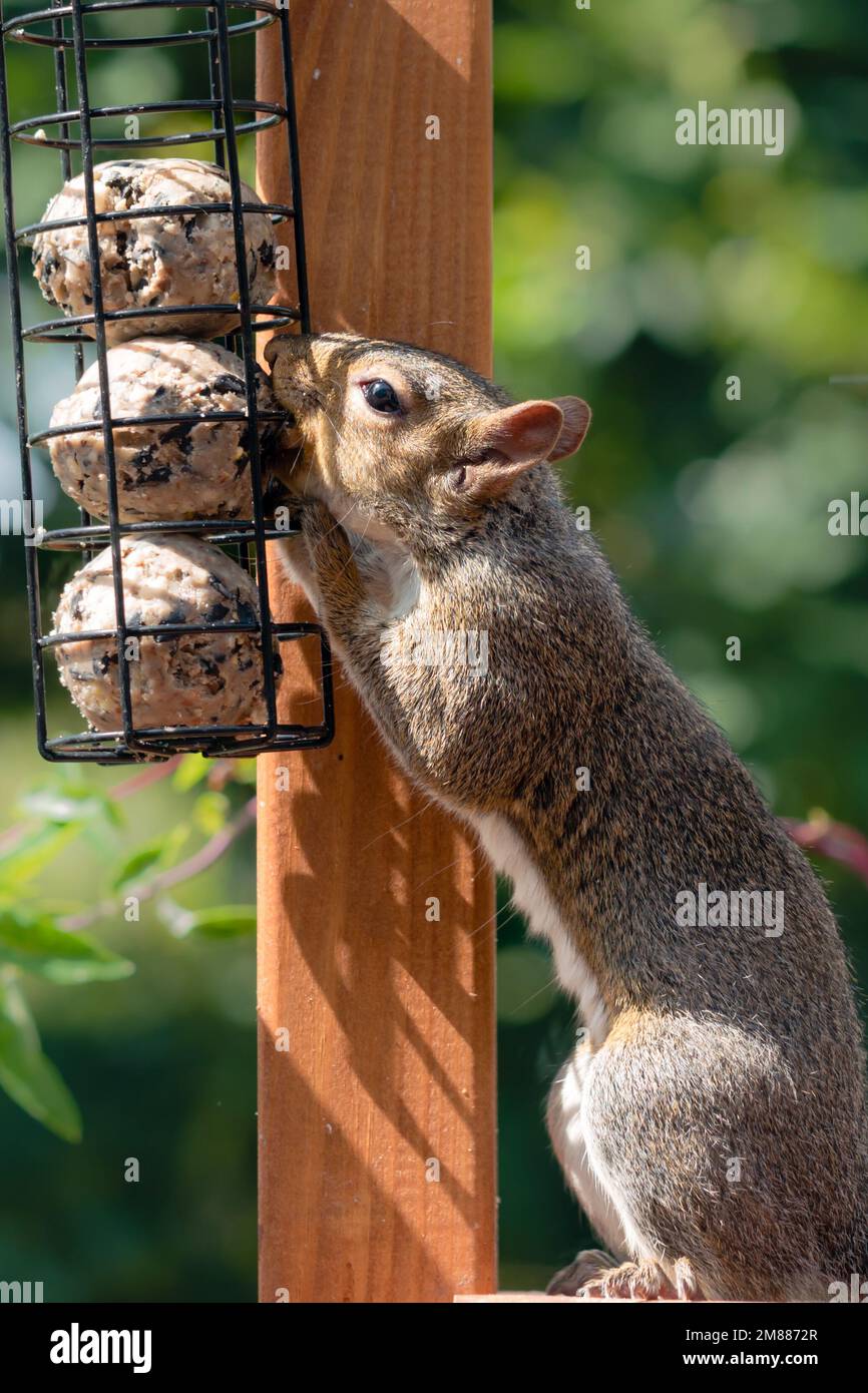 Ein graues Eichhörnchen, das Vogelfutter stiehlt, süße Fettbällchen isst Stockfoto