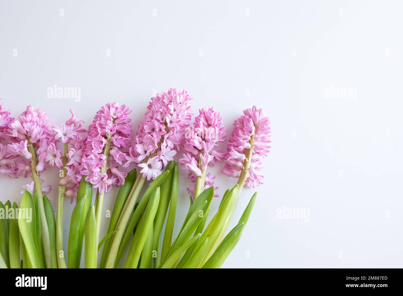 Frische rosafarbene Hyazinthen auf weißem Hintergrund mit Kopierbereich Stockfoto