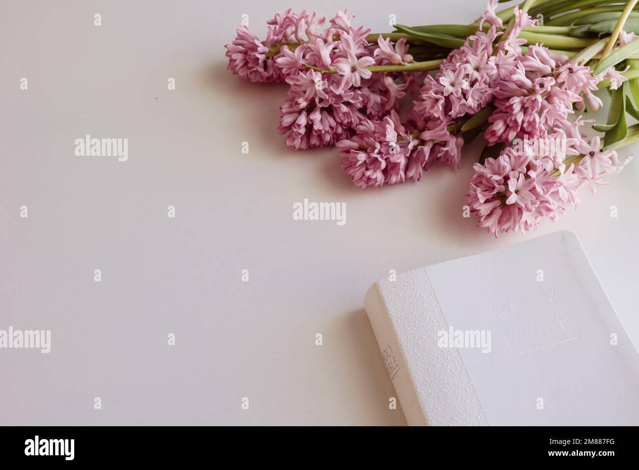 Rosafarbene Hyazinthen und weiße heilige christliche Bibel auf weißem Hintergrund mit Kopierbereich Stockfoto