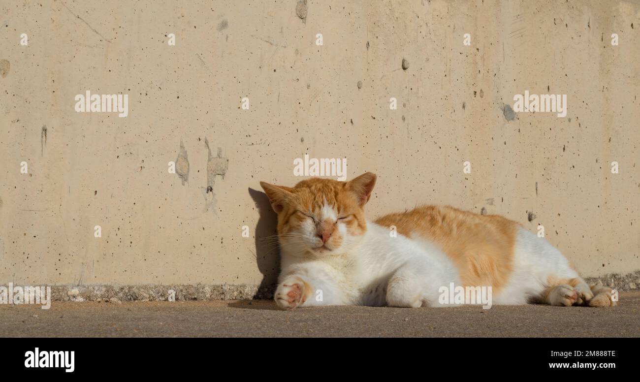 Eine weiß-rote Katze, die bei klarem Wetter auf der Straße liegt, eine Straßenkatze, ein streunendes Tier, ein Haustier. Stockfoto
