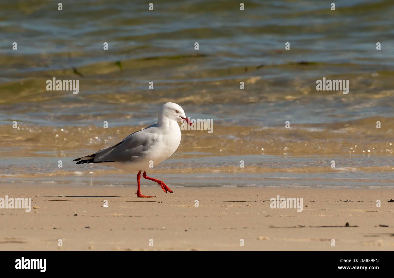 Silbermöwe (Chroicocephalus novaehollandiae), die den Sand am Wasserrand betreten. Stockfoto