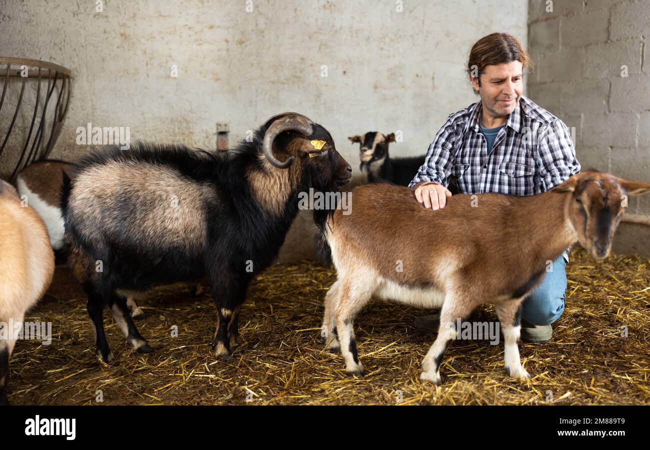 Männlicher Landarbeiter mittleren Alters, der Ziegen füttert Stockfoto