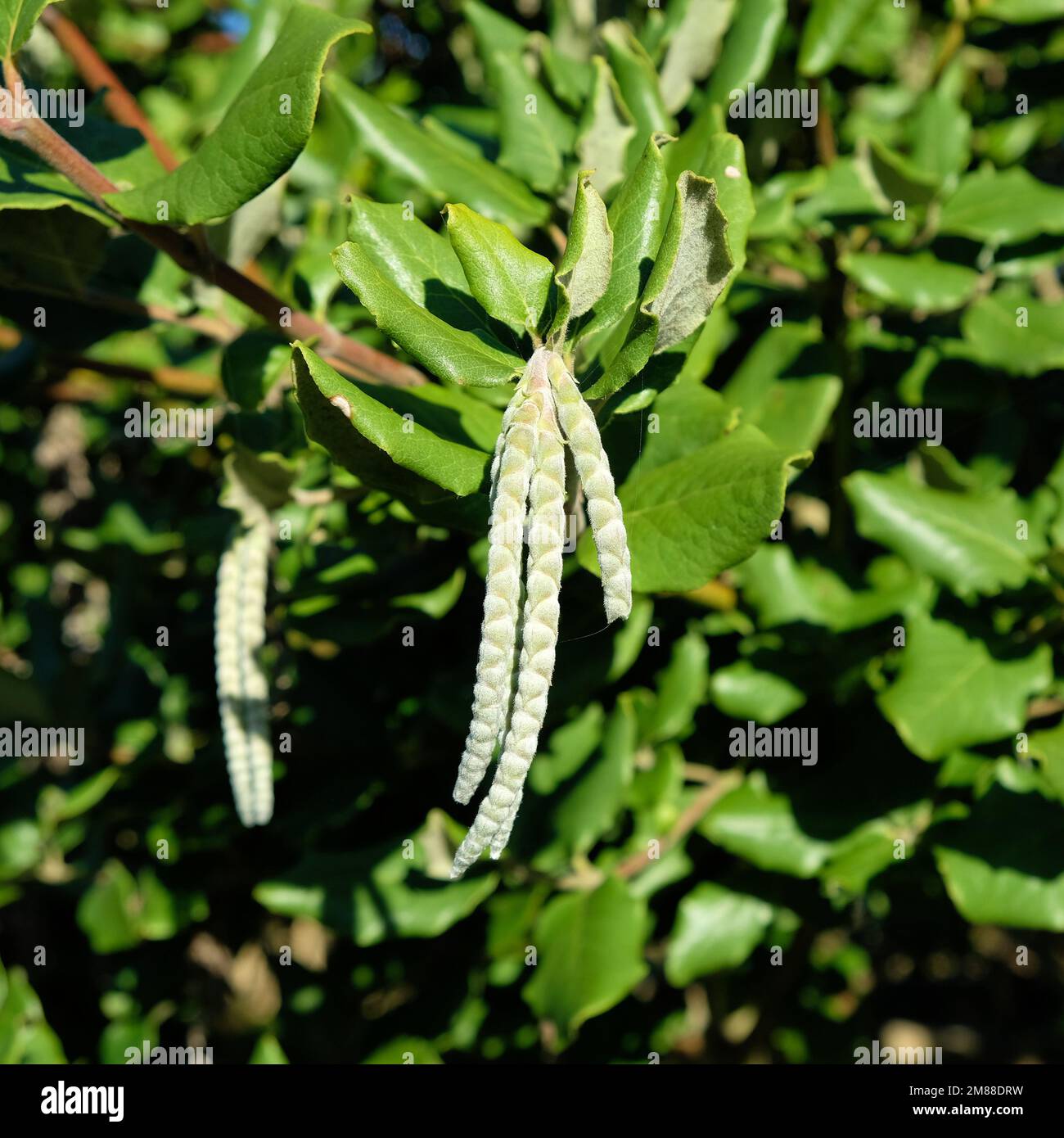 Garrya elliptica, Seidenrausch; immergrüner Strauß und blühende Pflanze in der Familie Garryaceae, die in der Küste Kaliforniens und im Süden Oregons heimisch ist. Stockfoto