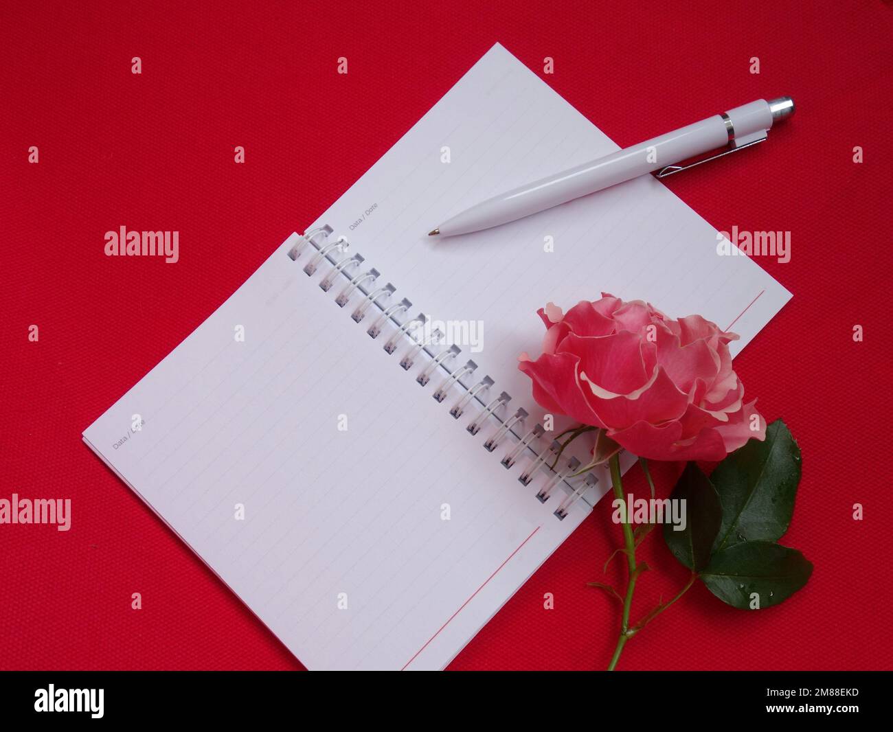Rosafarbene Rosenblume und offenes Notizbuch auf magentafarbenem Hintergrund Stockfoto