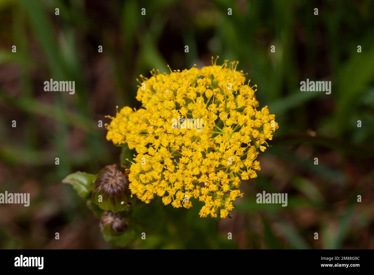 Blühende Aplaceen Stockfoto