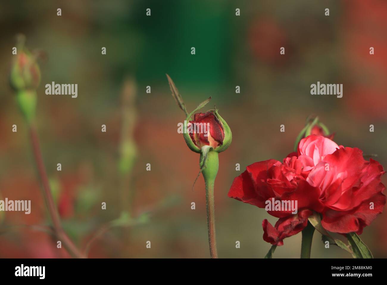 Rote Rose und Regentropfen, elegante Form und glänzende Tropfen Stockfoto