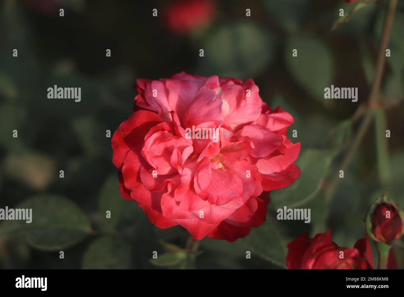 Eine rote Rose auf grünem Boden Stockfoto