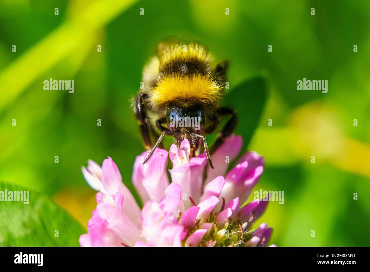 Ein selektiver Fokus von Bombus jonellus auf einer rosa Blume Stockfoto
