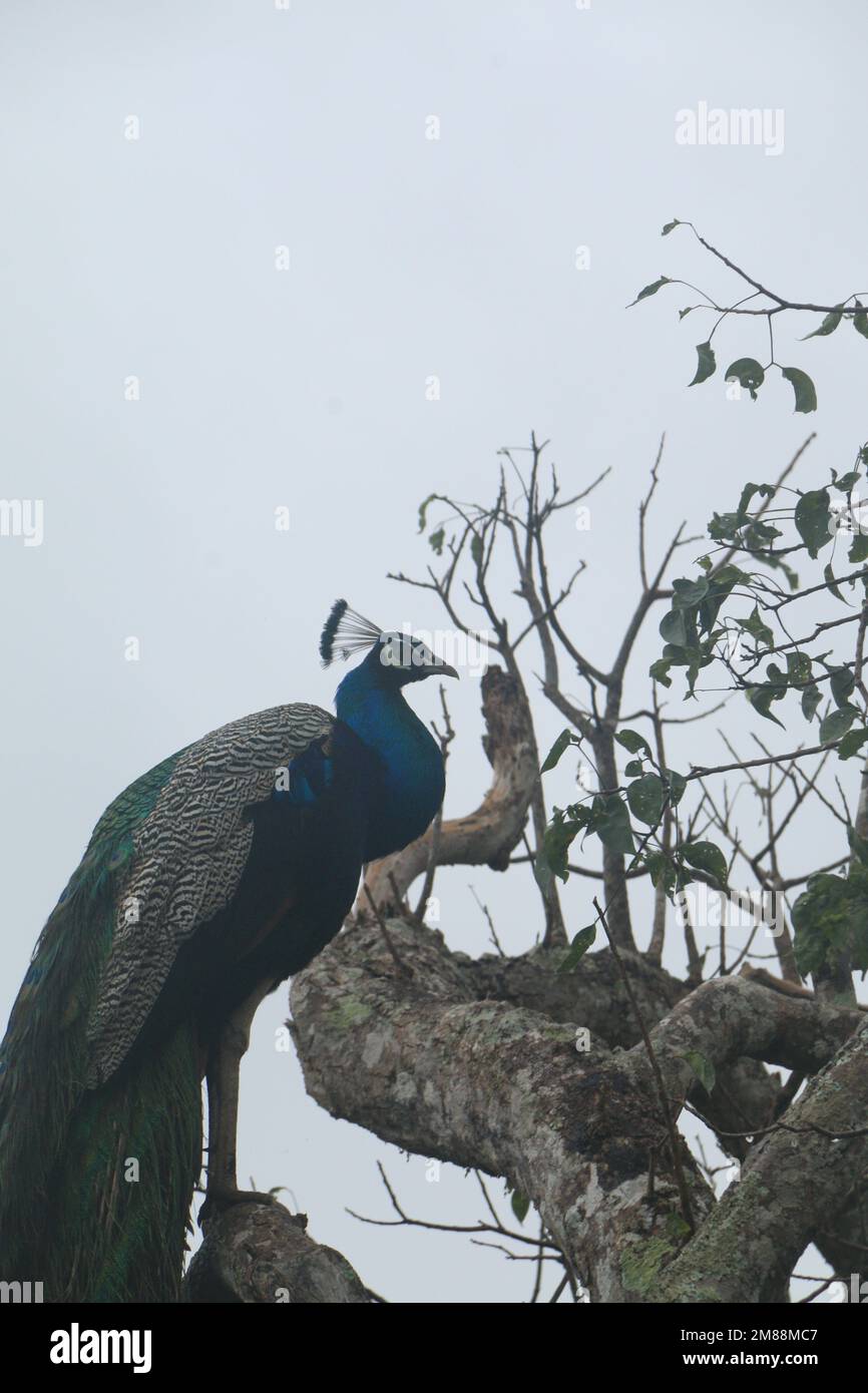 Vögel von Sri Lanka in freier Wildbahn, Besuchen Sie Sri Lanka Stockfoto