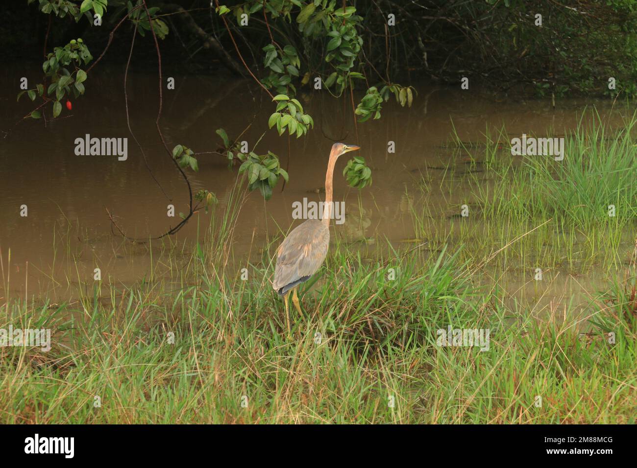 Vögel von Sri Lanka in freier Wildbahn, Besuchen Sie Sri Lanka Stockfoto