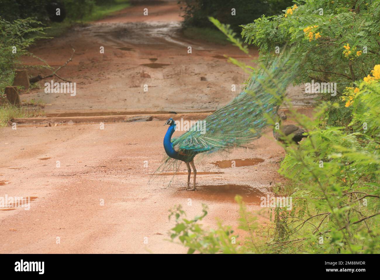 Vögel von Sri Lanka in freier Wildbahn, Besuchen Sie Sri Lanka Stockfoto