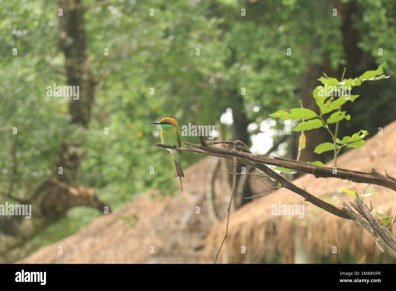 Vögel von Sri Lanka in freier Wildbahn, Besuchen Sie Sri Lanka Stockfoto