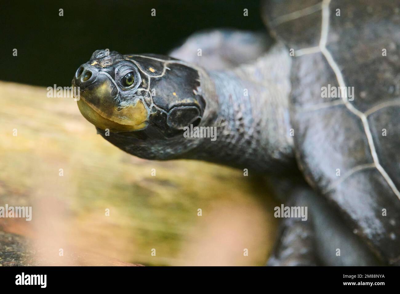 Gelbfleckige Amazonas-Schildkröte (Podocnemis unifilis) am Ufer eines Wassers, gefangen in Südamerika Stockfoto