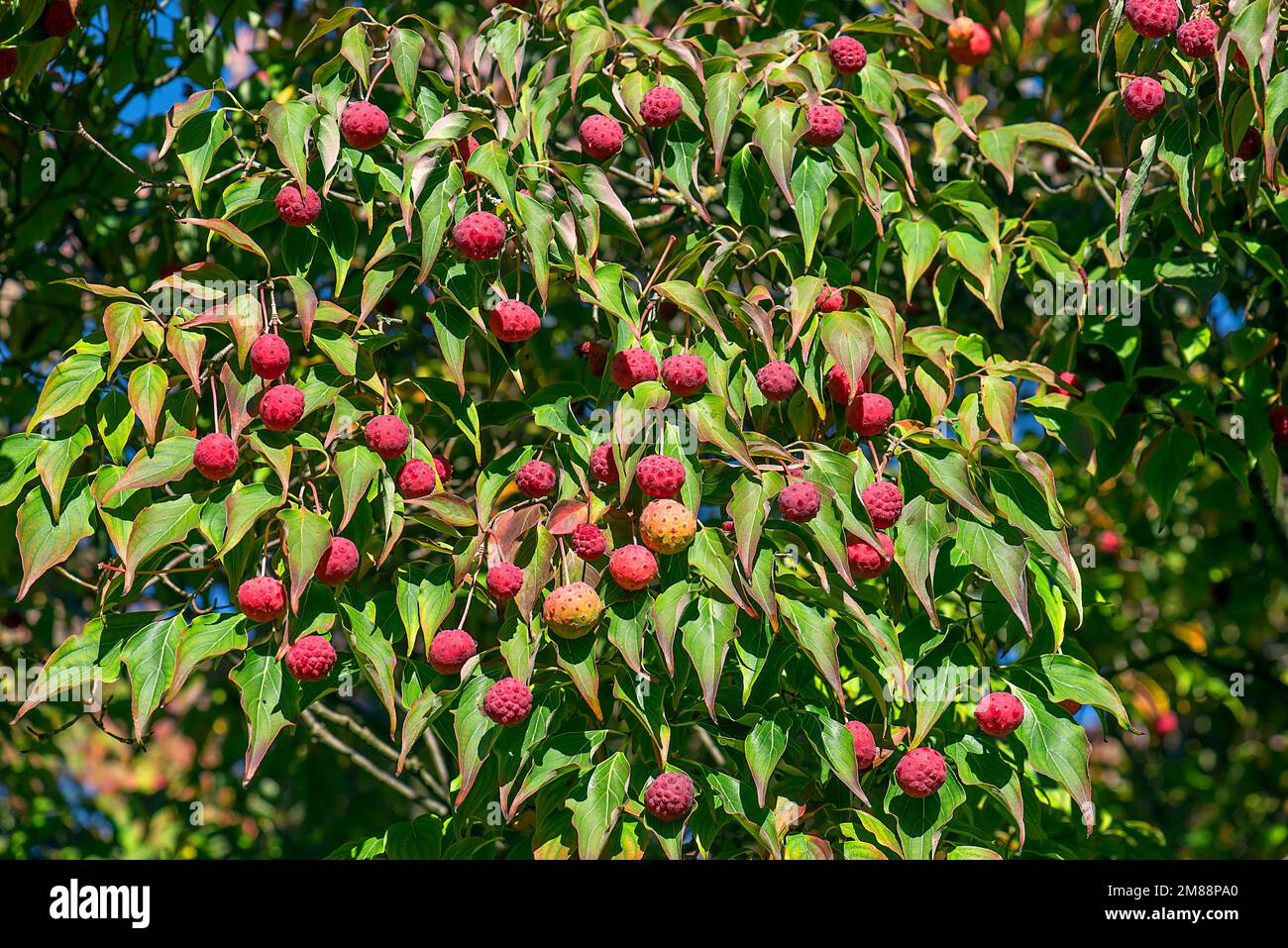 Kousa Hundehai (Cornus kousa) mit Früchten, Bayern, Deutschland Stockfoto