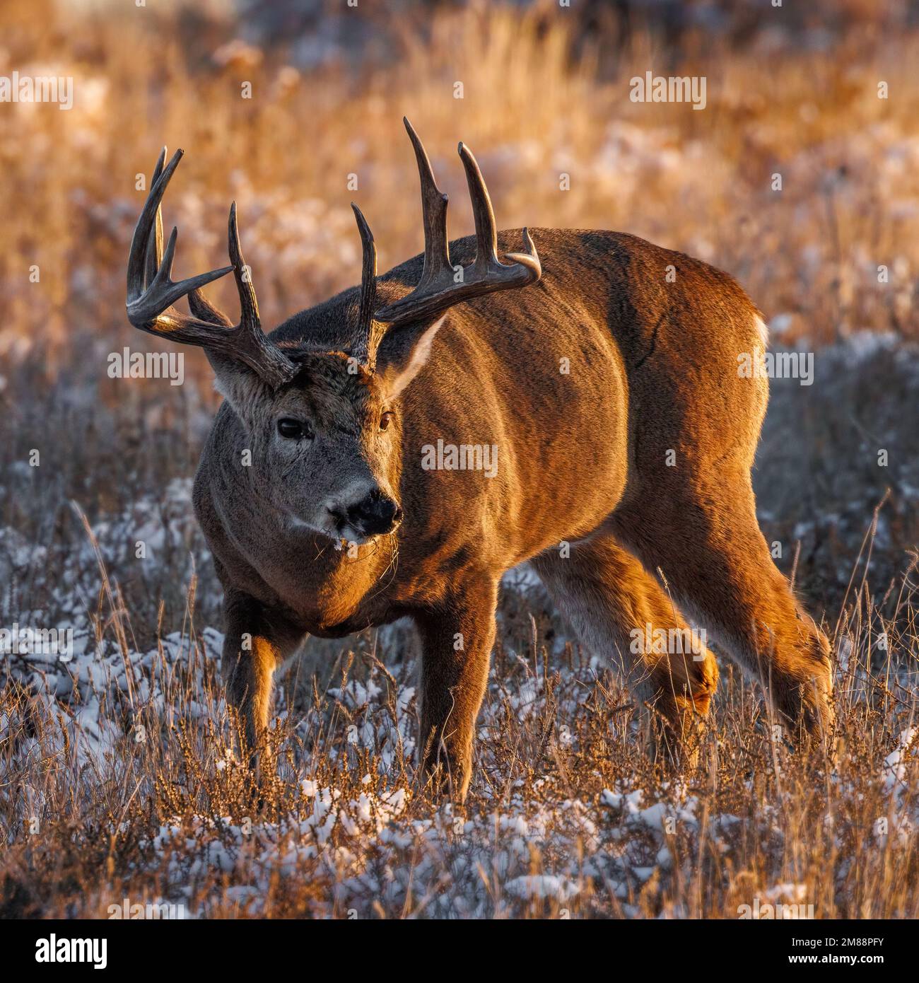 Weißwedelhirsche (odocoileus virginianus) während der Herbstflut mit leichter Schneefläche auf dem Boden Colorado, USA Stockfoto