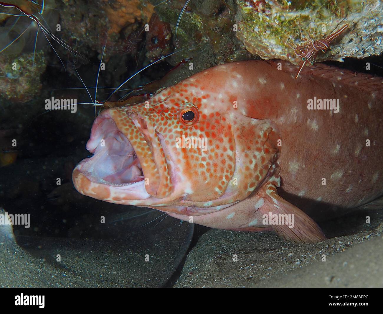 Tomatenhind (Cephalopholis sonnerati) mit weit offenem Mund, an der Reinigungsstation. Es wird von pazifischen Cleaner Shrimps (Lysmata amboinensis) gepflegt und kam Stockfoto