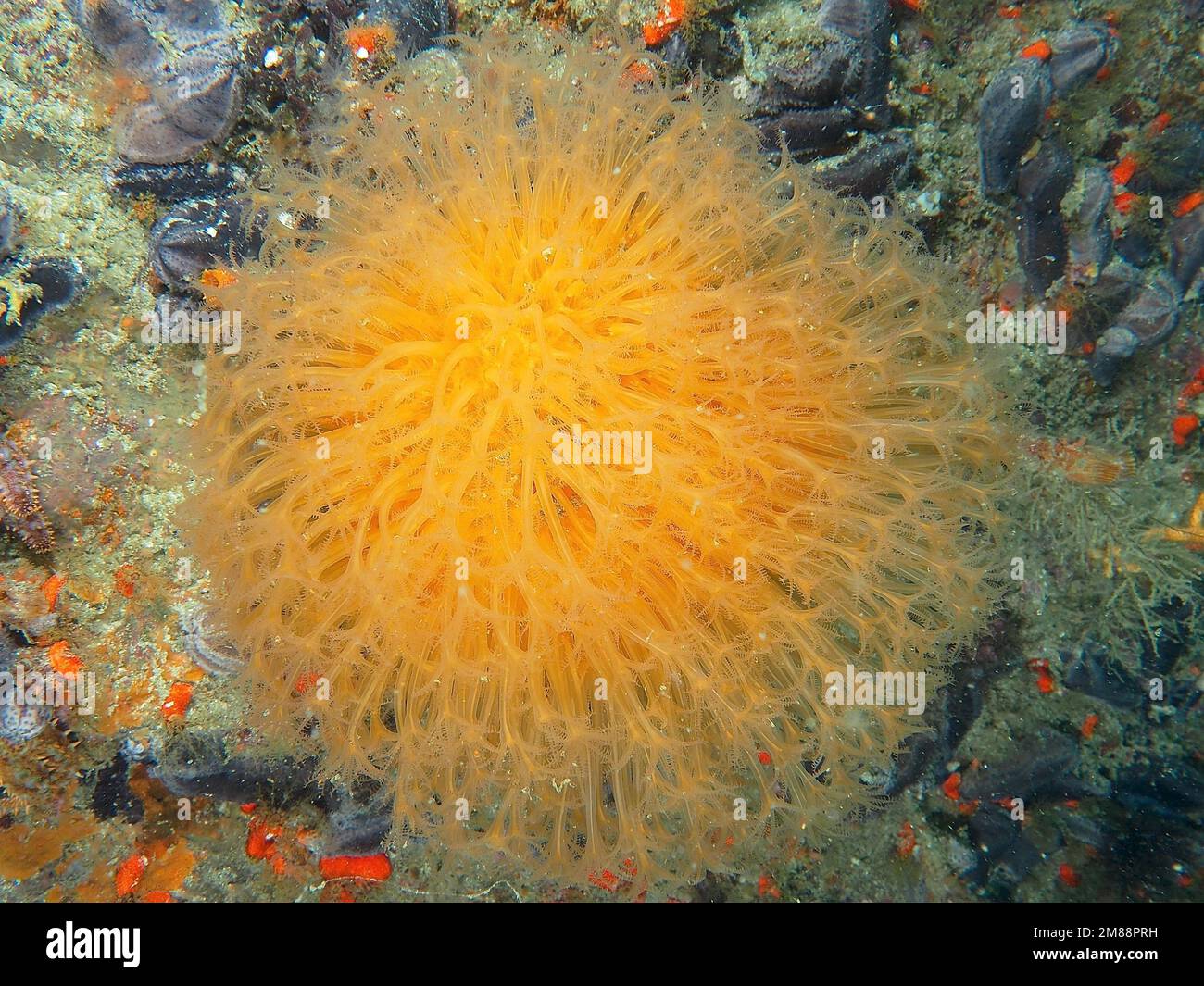 Sonnenstrahlkorallen (Malacacanthus capensis) Weichkorallen. Tauchplatz False Bay, Kap der Guten Hoffnung, Kapstadt, Südafrika, Afrika Stockfoto Sonnenstrahlkorallen (Malacacanthus capensis) Weichkorallen. Tauchplatz False Bay, Kap der Guten Hoffnung, Kapstadt, Südafrika, Afrika Stockfoto