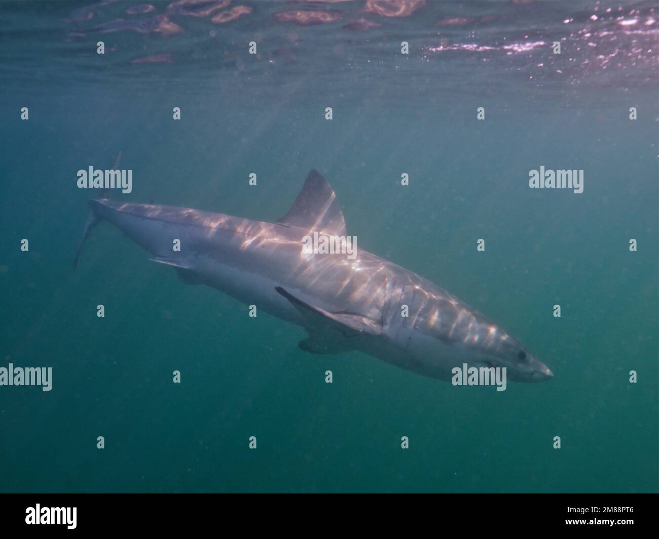 Großer weißer Hai (Carcharodon carcharias). Tauchplatz False Bay, Kap der Guten Hoffnung, Kapstadt, Südafrika, Afrika Stockfoto