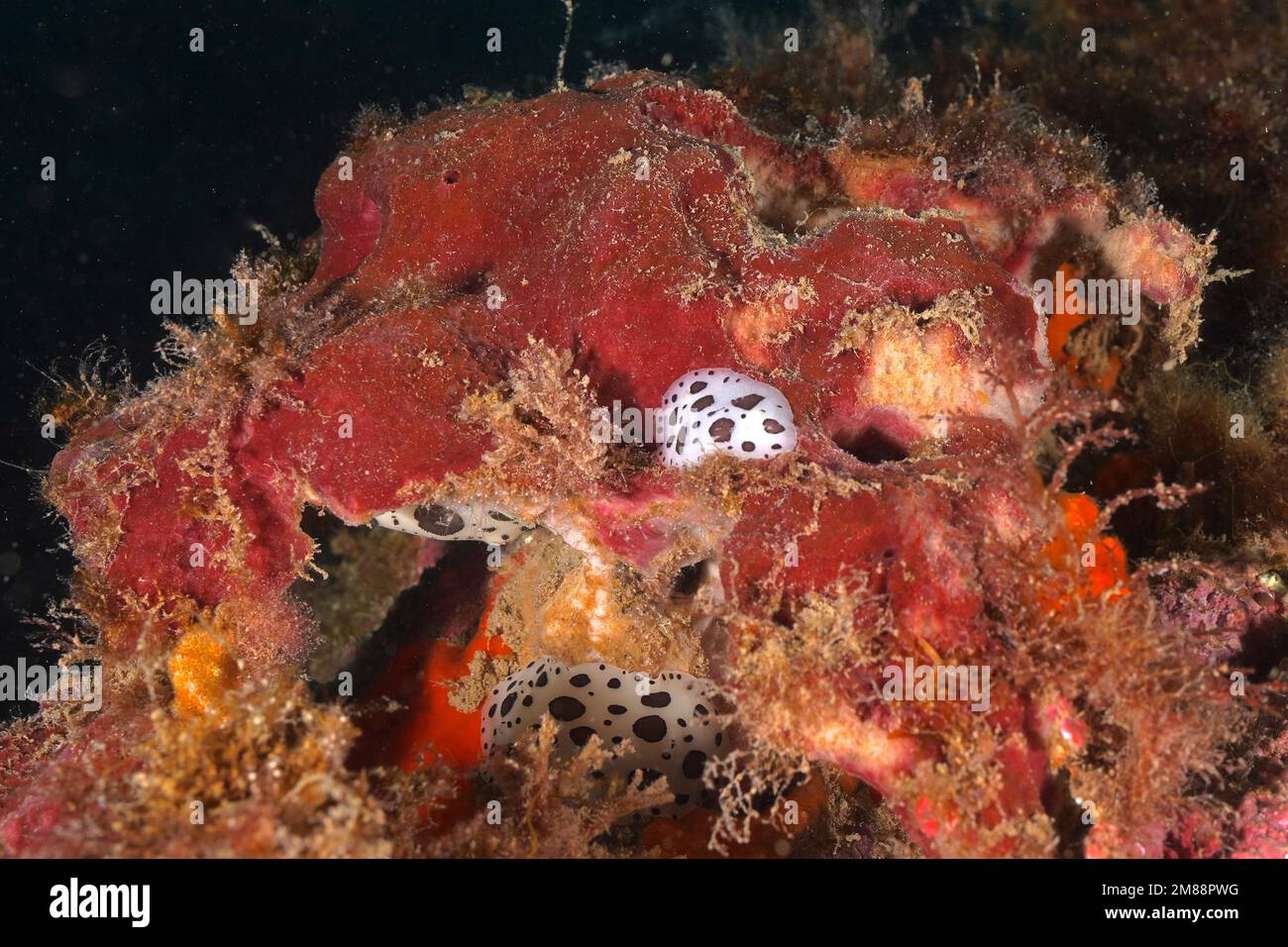 Feigenschwamm (Petrosia ficiformis), der von drei Leopardenschnecken (Peltodoris atromaculata) gefressen wird. Tauchplatz Marine Reserve Cap de Creus, Rosas, Costa Br Stockfoto