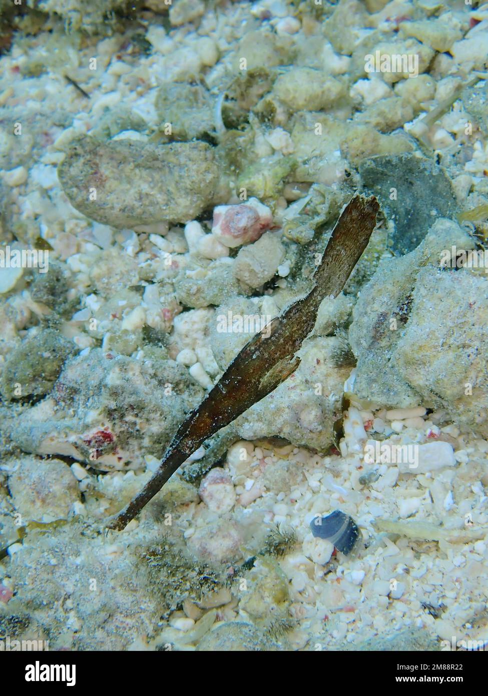 Robuster Geisterpfeifenfisch (Solenostomus cyanopterus). Tauchplatz House Reef, Mangrove Bay, El Quesir, Rotes Meer, Ägypten, Afrika Stockfoto