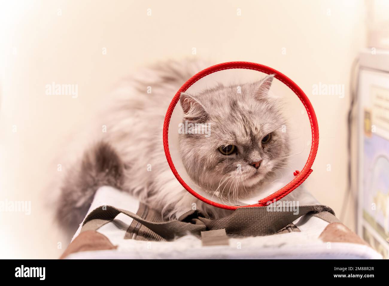 Tierklinik, eine sibirische Katze mit einem Protektor, damit sie nicht beißt oder kratzt Stockfoto