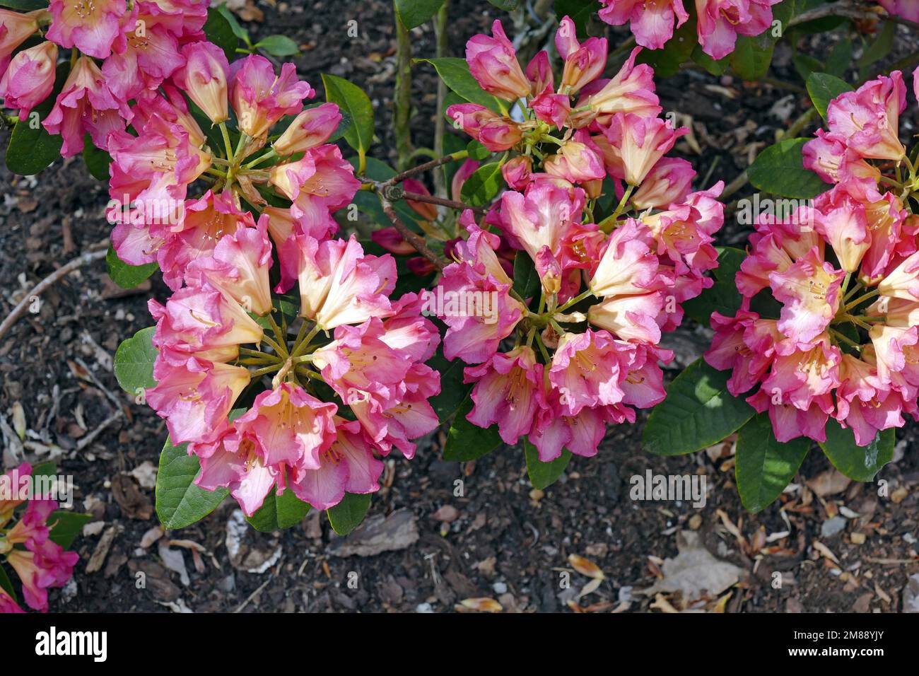 Blühende Rhododendrone (Rhododendron), Feuer und Flammen, Frühling im Rhododendron-Park, Bremen, Deutschland Stockfoto