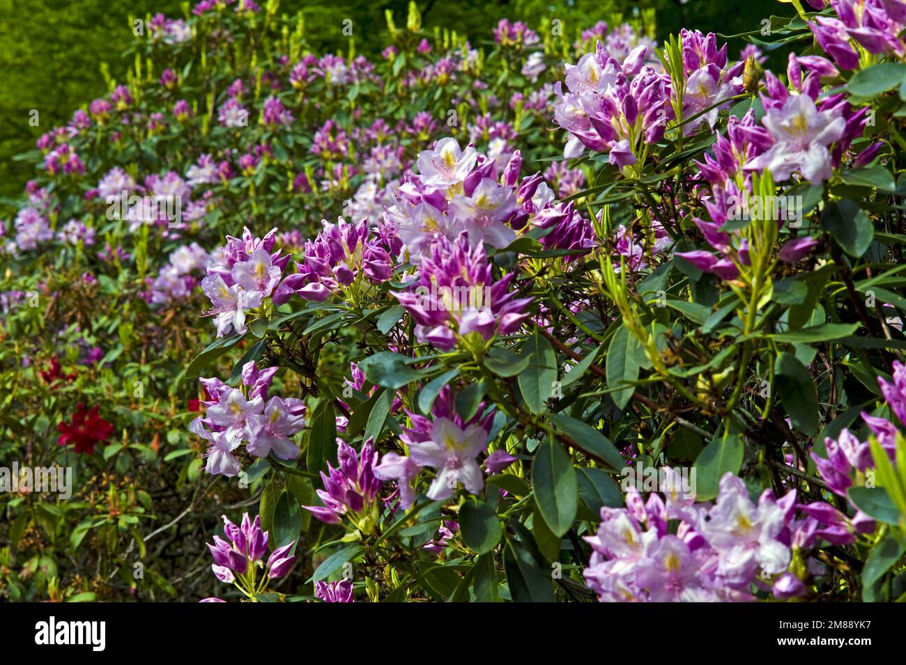Rhododendron Blossom, Album Novum, Rhododendron Park Bremen, Deutschland Stockfoto