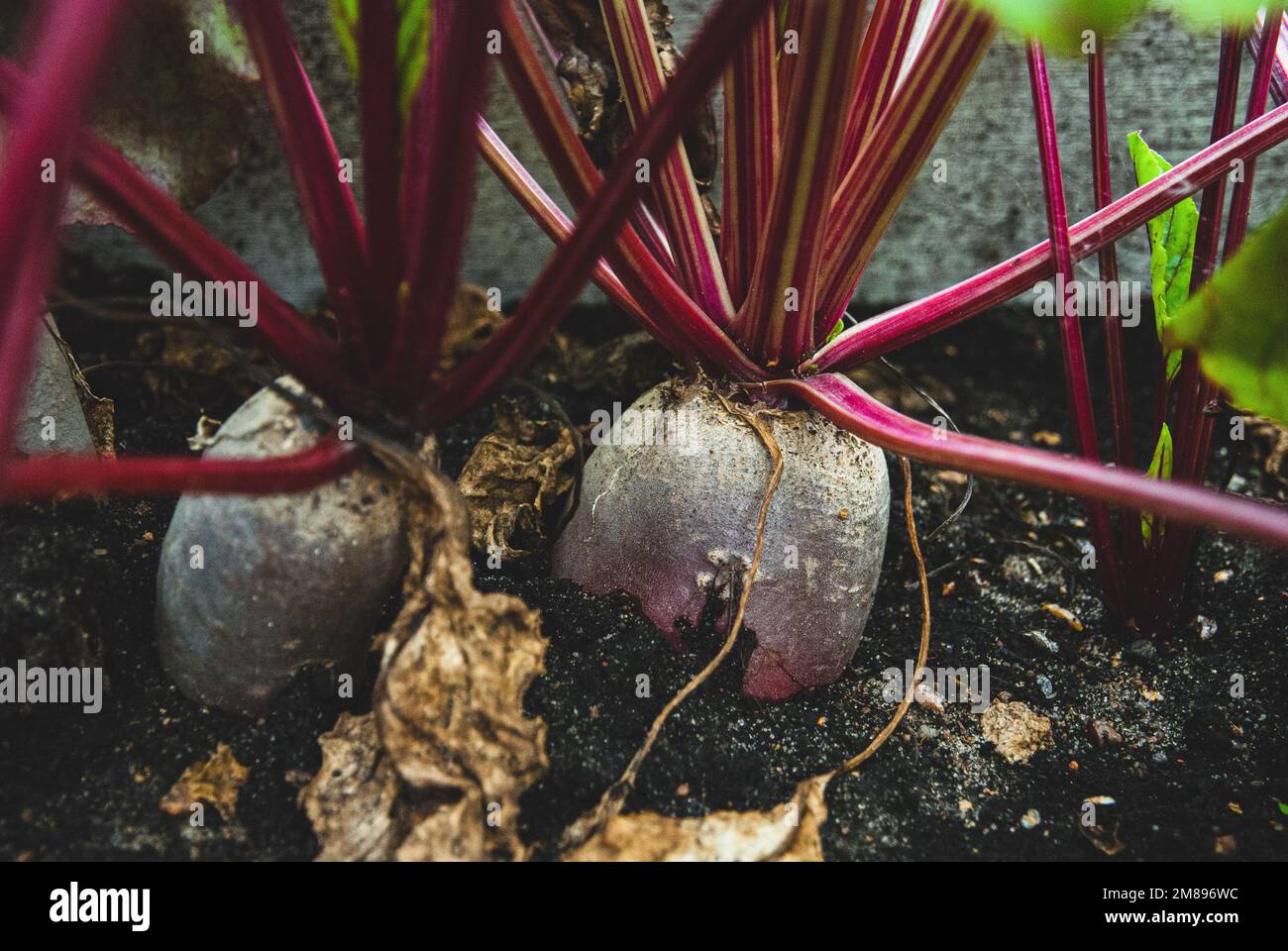 Rote Bete wächst im Herbst im Bio-Gemüsegarten Stockfoto