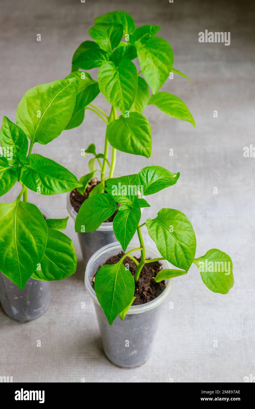 In einem Plastikbecher wachsen junge Paprika-Setzlinge. Stockfoto