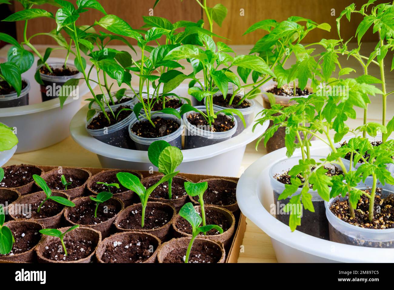 Zu Hause werden Gemüsepflanzen in Töpfen angebaut. Stockfoto