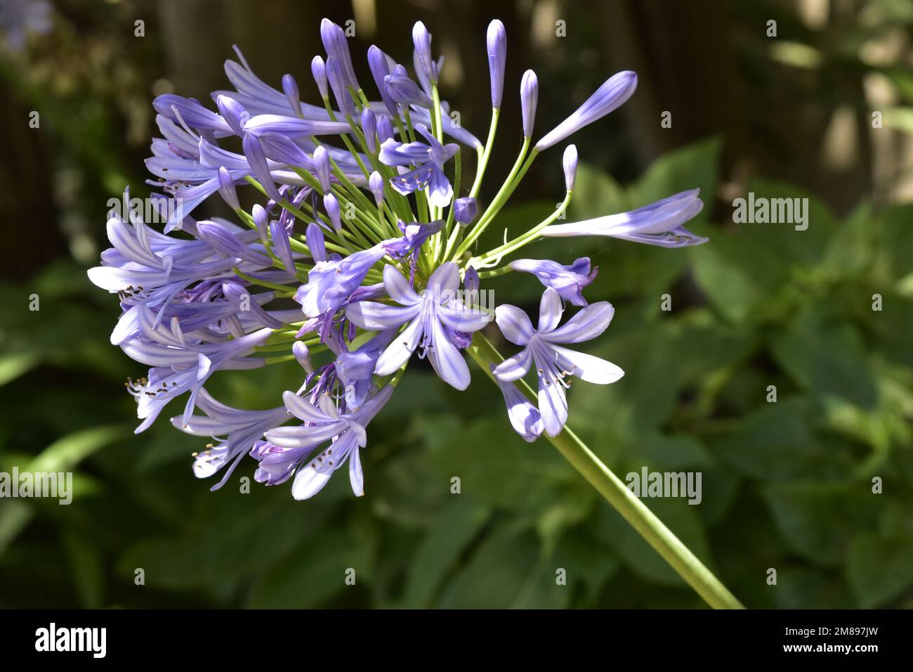 Nahaufnahme von blauen Agapantos Stockfoto