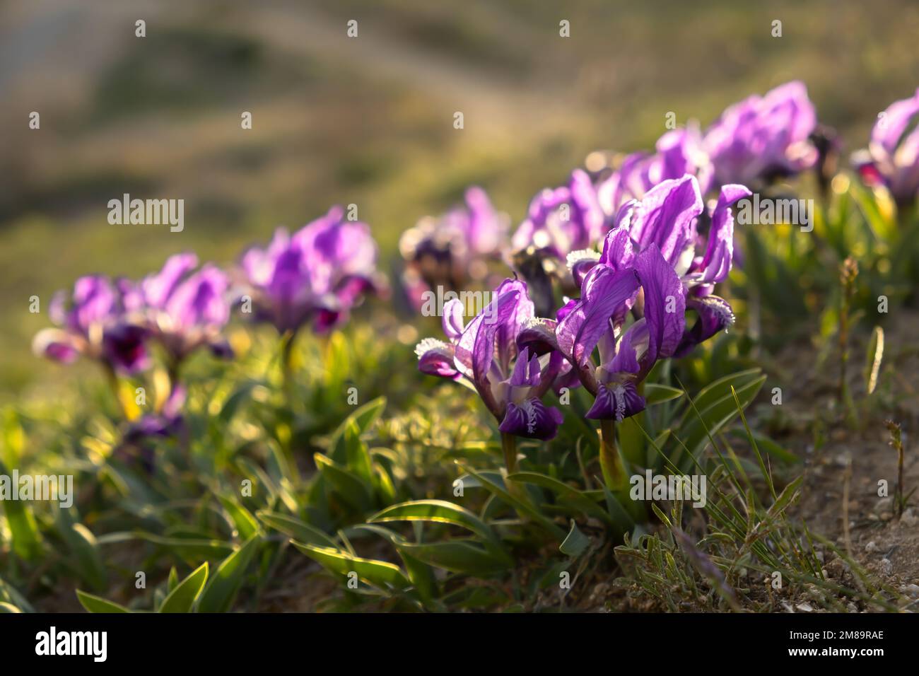 In der Wiese blüht der Pumila aus wilder purpurner Iris. Schöne sonnige Frühlingslandschaft mit wilden Blumen. Grünes Gras, zarte Blumen, das Konzept des Frühlings Stockfoto