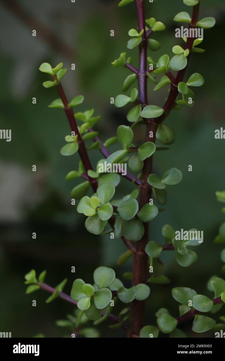 Closee Up Plant of Portulacaria afra (Fabrik von Portulacaria afra schließen) Stockfoto