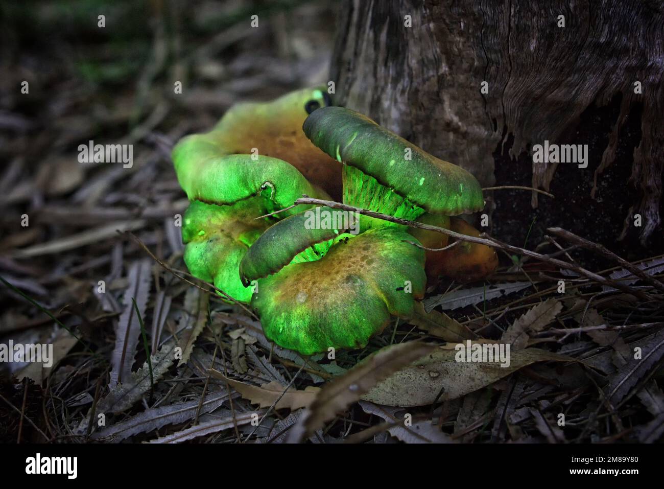 Ghost fungus (Omphalotus nidiformis), der mit Biolumineszenz glüht Stockfoto