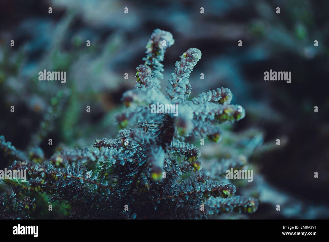 Gefrorene Winterpflanzen mit Froststruktur Stockfoto