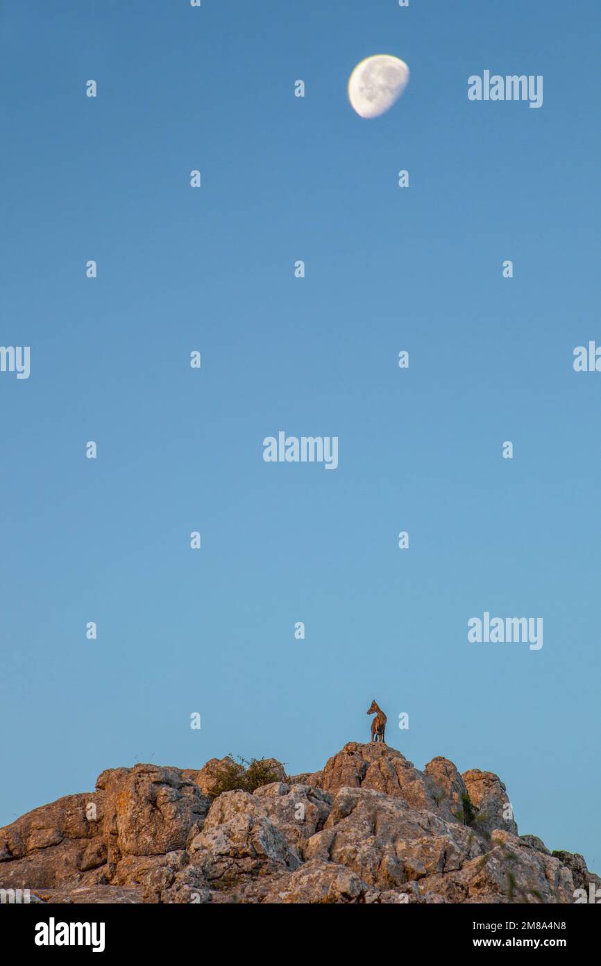 Wilde Ziege auf den Felsen von La Sierra del Torcal de Antequera, Malaga, Spanien. Morgen Mond über blauen Himmel Stockfoto