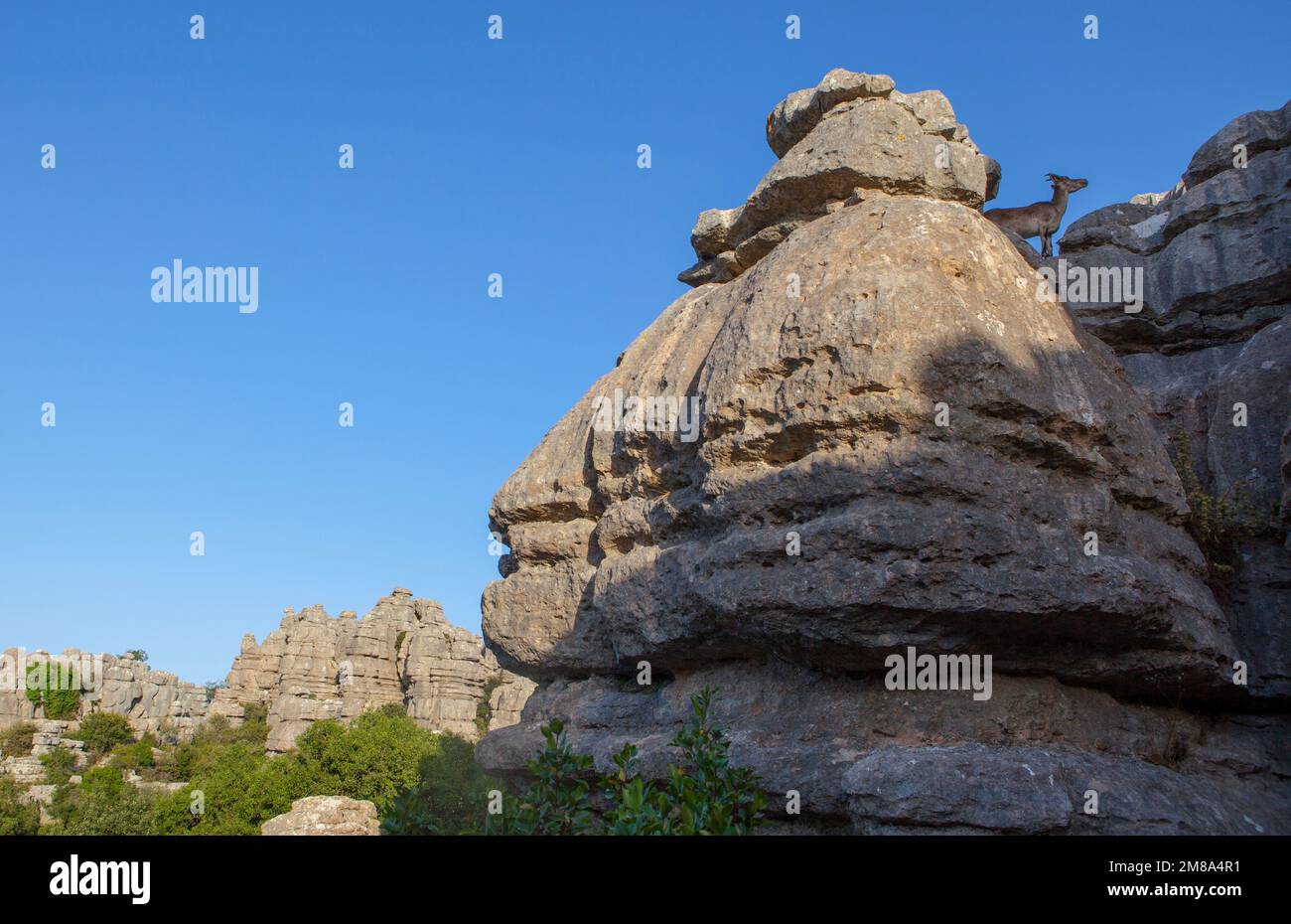 Wilde Ziege auf den Felsen von La Sierra del Torcal de Antequera, Malaga, Spanien. Morgen Mond über blauen Himmel Stockfoto