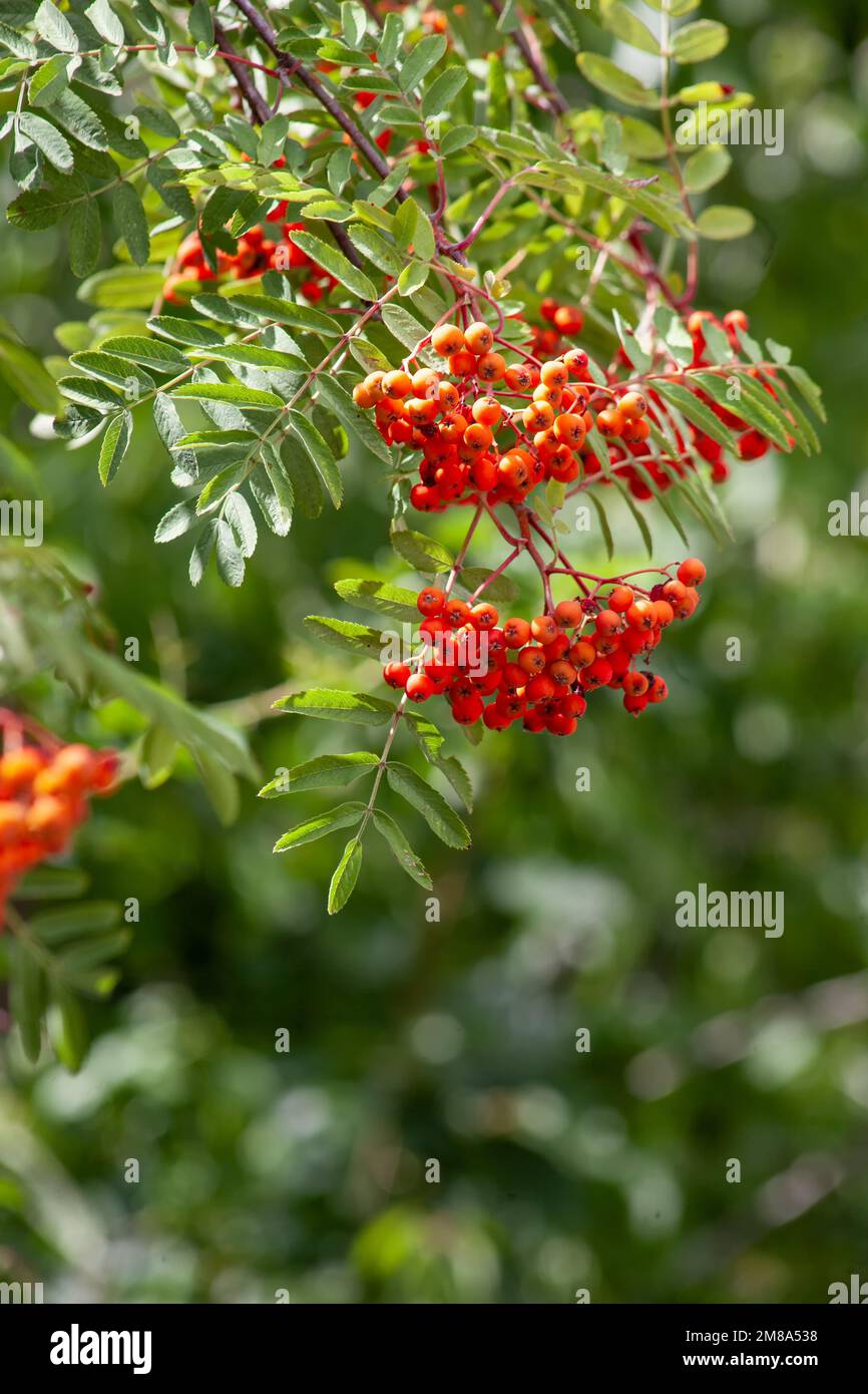 Rowan ist eine wertvolle Obst-, Medizin- und Zierpflanze. Ein Haufen Beeren auf einem Baum. Stockfoto