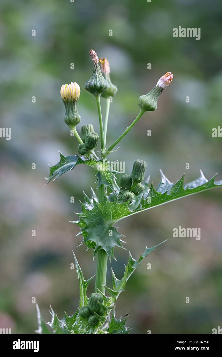 Spiny Milk Distle, Sonchus asper, auch bekannt als Prickly Sau-Distle oder Spiny Sau Distle, Wildblütenpflanze aus Finnland Stockfoto