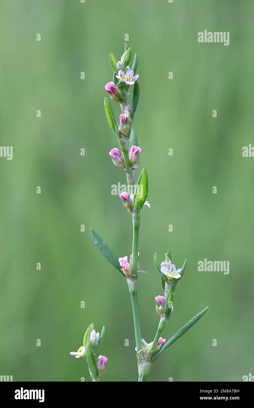 Gewöhnliches Knotgras, Polygonum aviculare, auch bekannt als Prostrate Knotweed, Vogelkraut, Schweinefleisch oder Tieflauch, Wildpflanze aus Finnland Stockfoto