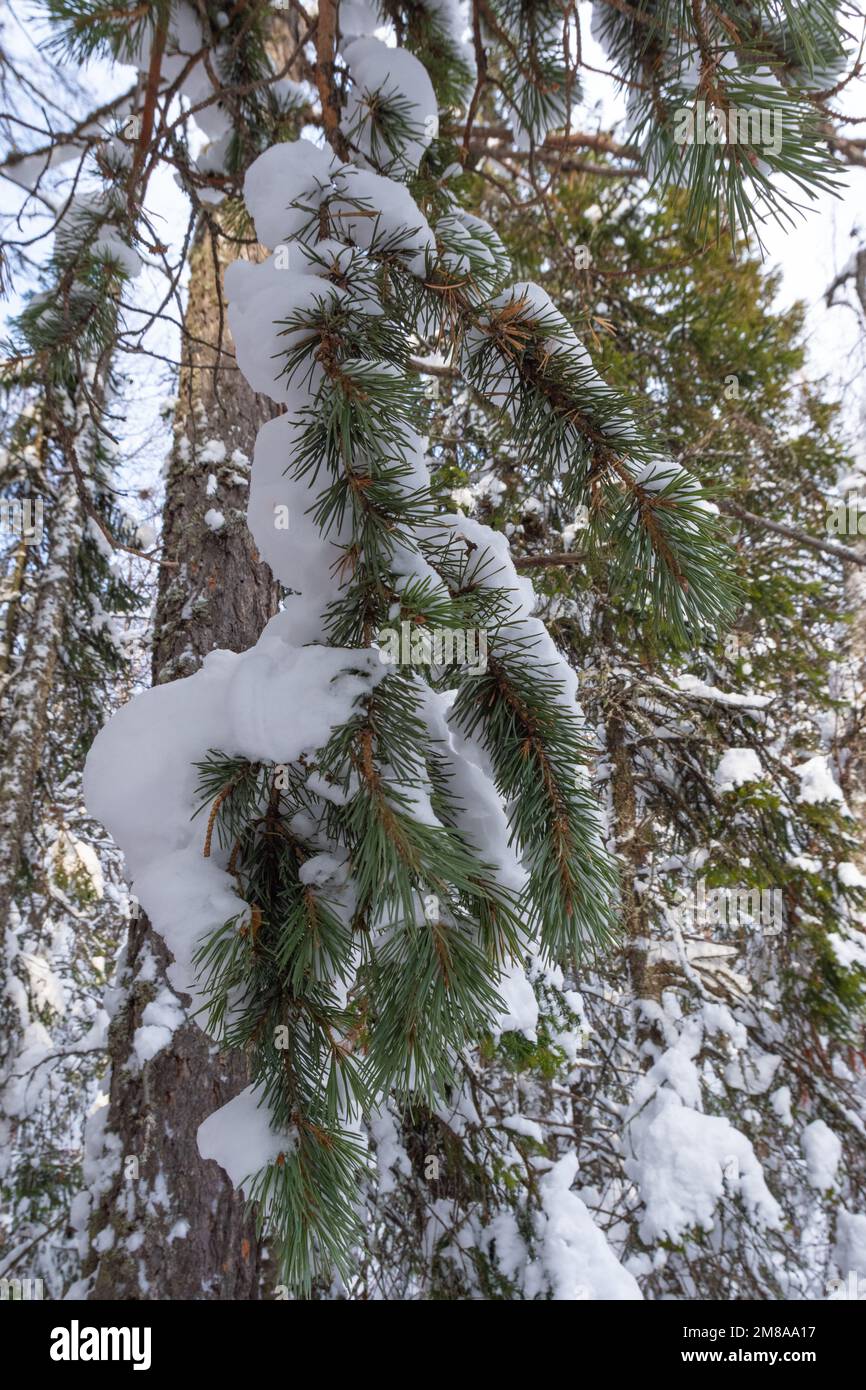 Zweige von Fichtenkiefer bedeckt mit dem ersten flauschigen Schnee auf der Straße, vertikaler Rahmen. Wunderschöne schneebedeckte Bäume im Wald im Winter. Stockfoto