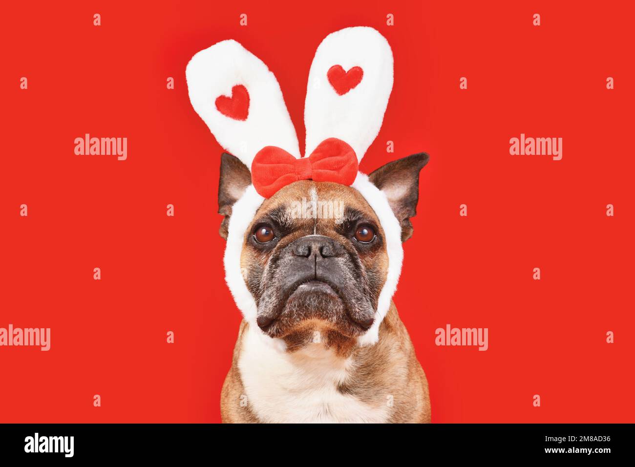 Französischer Bulldog mit Stirnband zum Valentinstag und Hasenohren mit Herzen auf rotem Hintergrund Stockfoto