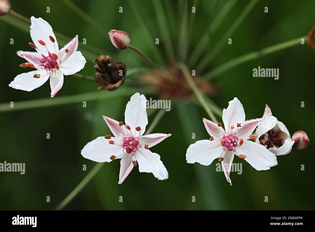 Blühender Rausch, Butomus umbellatus, auch bekannt als Grasrausch oder Wassergladiolus, wilde Wasserpflanze aus Finnland Stockfoto