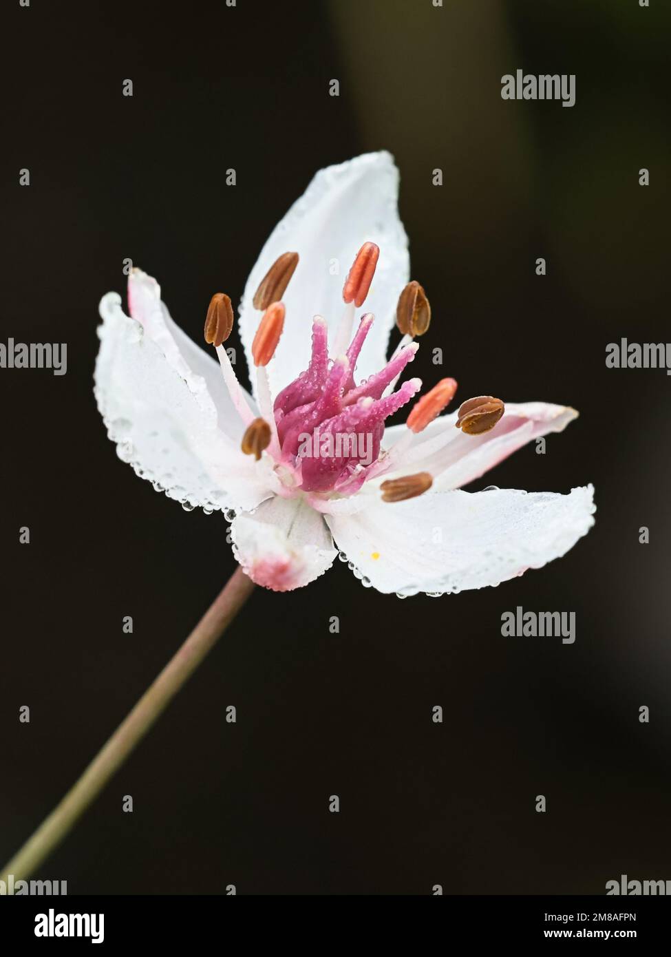 Blühender Rausch, Butomus umbellatus, auch bekannt als Grasrausch oder Wassergladiolus, wilde Wasserpflanze aus Finnland Stockfoto