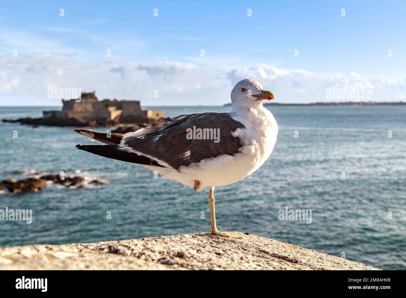 Das ist eine Möwe, die auf einem Bein vor dem Hintergrund der Seeküste steht. Stockfoto