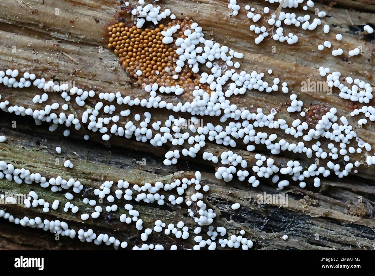 Trichia varia (weiß) und Trichia scabra (ocker), zwei Schleimschimmelarten, die auf Holz wachsen, keine gebräuchlichen englischen Namen Stockfoto